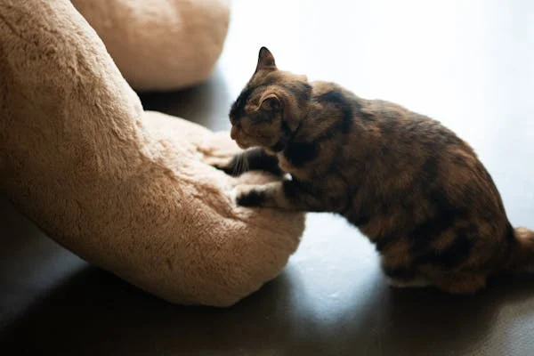 Why Do Cats Knead?