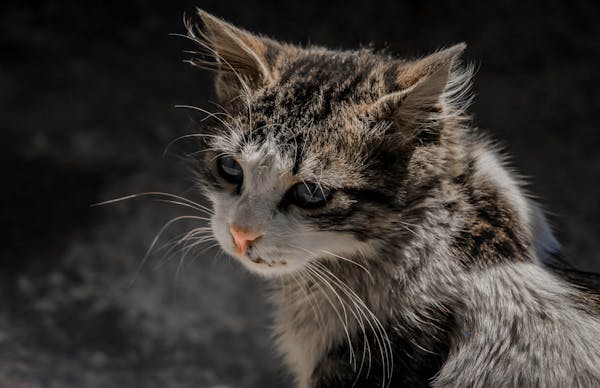 Do Pets Really See in Black and White