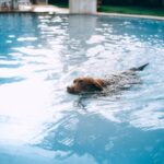 The Benefits of Teaching Your Dog to Swim