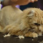 How to Manage Pet Hair in the Home