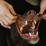 Keep Your Pet's Teeth Clean and Healthy