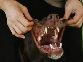 Keep Your Pet's Teeth Clean and Healthy