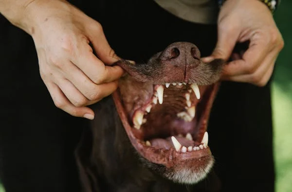 Keep Your Pet's Teeth Clean and Healthy