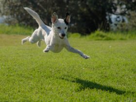 Interactive Dog Toys: Keeping Your Pup Entertained When You’re Away