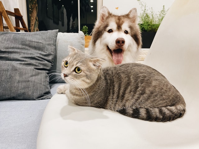 Dog And Cat