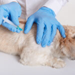 Dog Vaccination