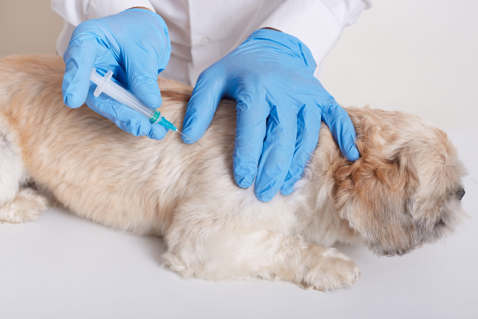 Dog Vaccination