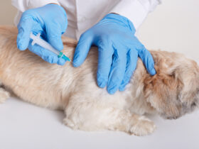 Dog Vaccination