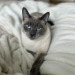 Siamese cat