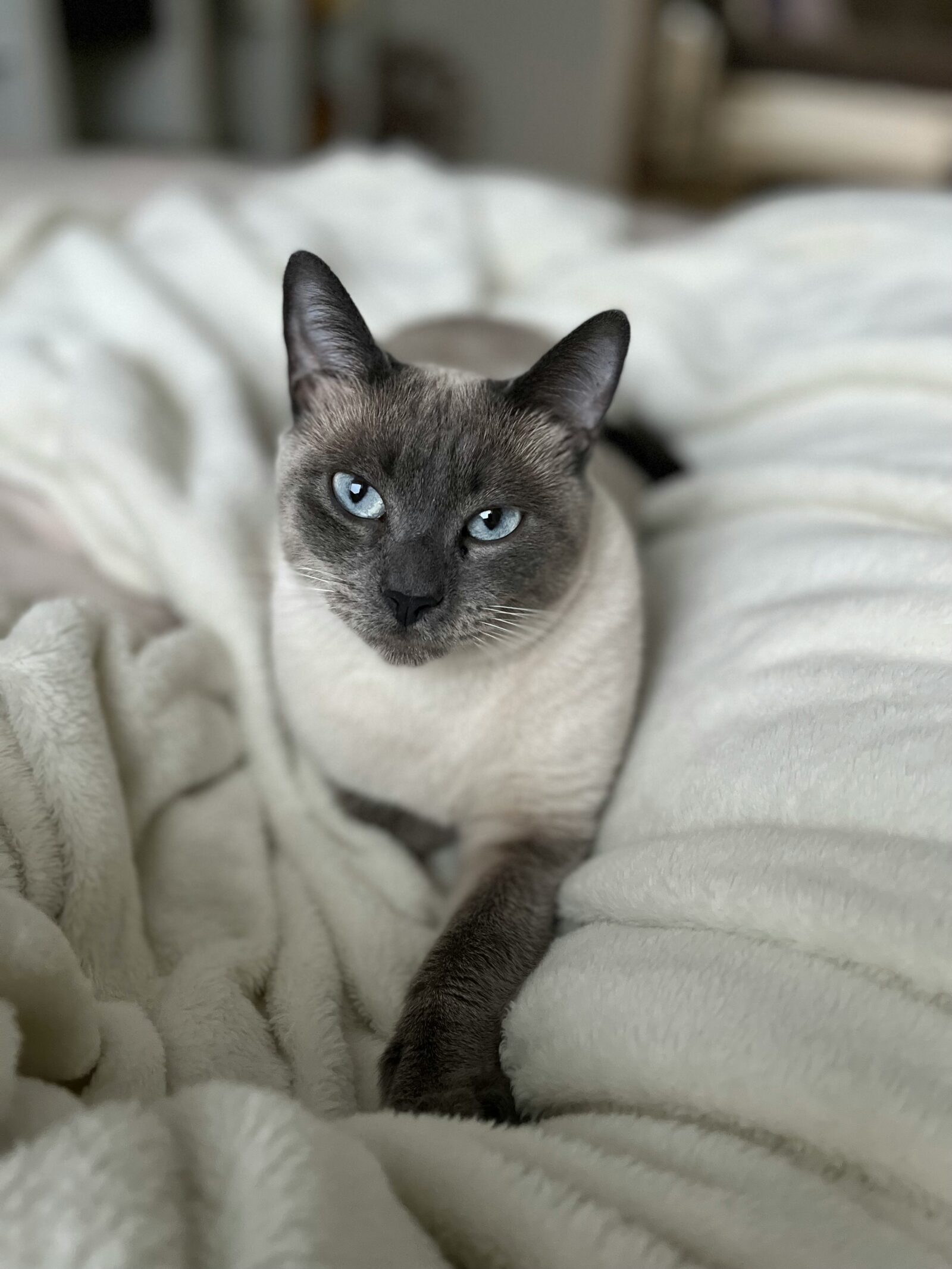 Siamese cat