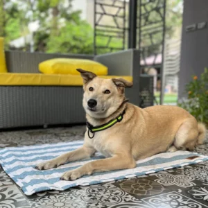 Summer Mat for Dogs (Blue Stripes)