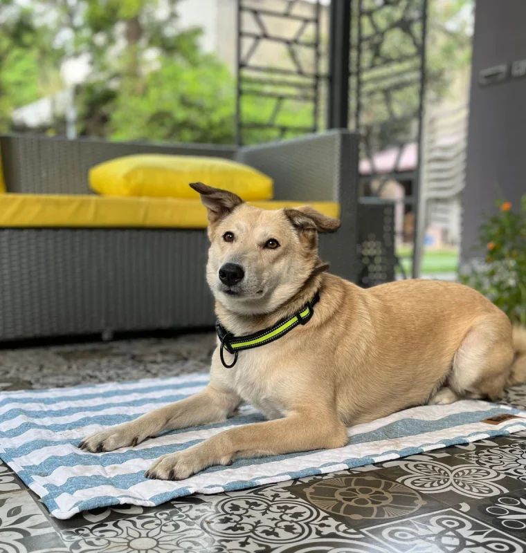 Summer Mat for Dogs (Blue Stripes)