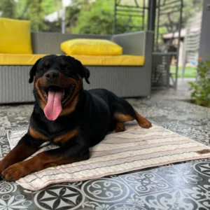 Summer Mat for Dogs (Brown Stripes)