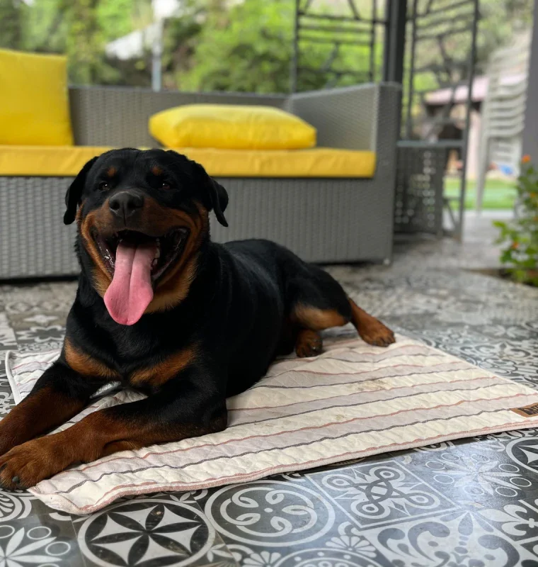 Summer Mat for Dogs (Brown Stripes)