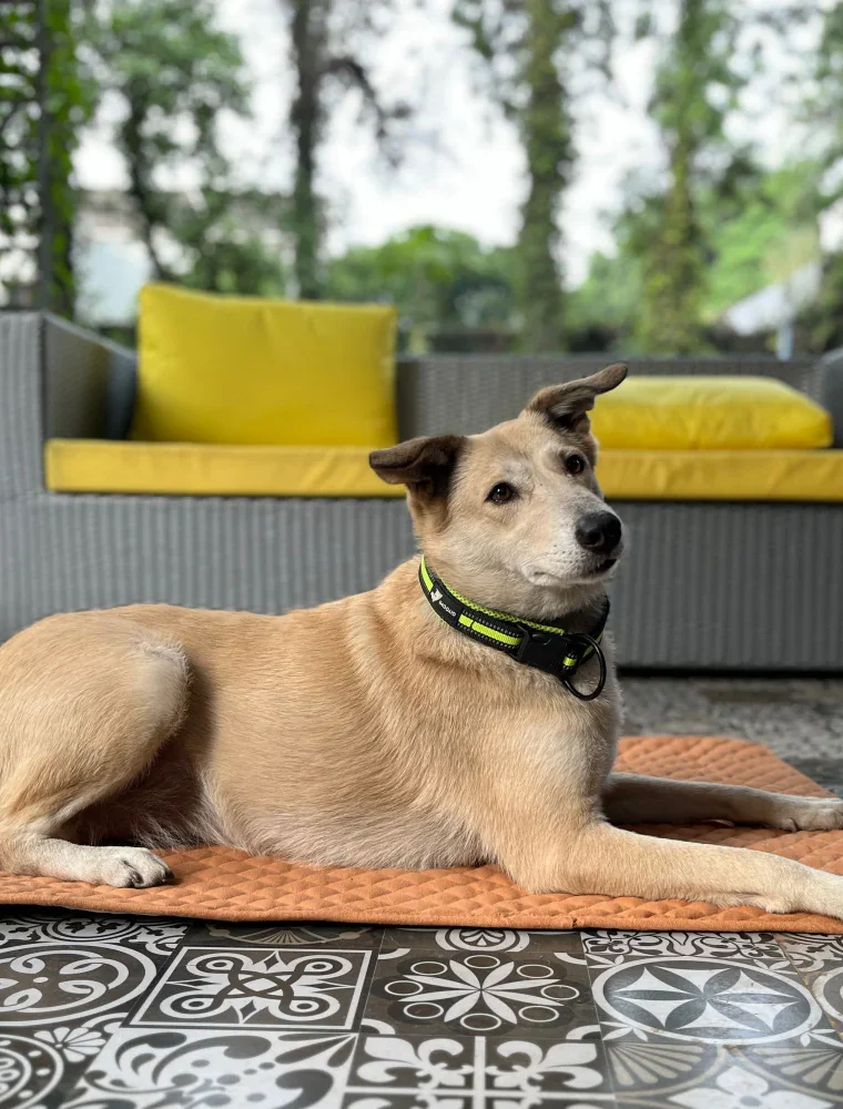 Summer Mat for Dogs (Earthy Brown)