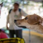 Harmonizing Dogs and Cats